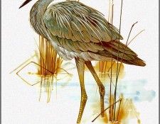 pa TonyOliver AustralianBirds 36 White FacedHeron. ������, ����