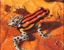 bs-na- Carel Brestvan Kempen- Spot- Bellied Dart Frog. Kempen,   