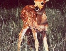 lrs Frace Charles New Arrival. Frace, ������