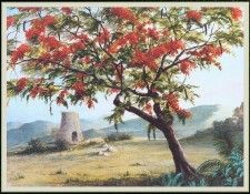 WoodWilliam 15 Flamboyant-We. , 