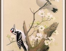 Sj WbZ 03 Hairy Woodpecker. , 
