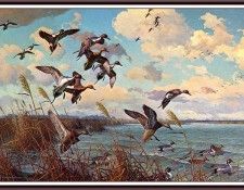 bs-na- Harry C Adamson- The Windy Cove- Pintails. ,  C
