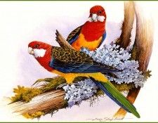 pa EricShepherd 10 EasternRosella. ������, ����