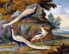 Royen van Willem Pheasants in a landscape Sun. Royen   Royen 