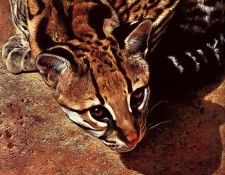 lrs-AldrichEdward-Ocelot. Aldrich, 