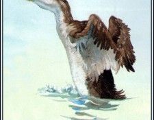 D50-AWE015-BR-Common Loon 1. Bansemer, ������