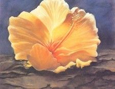 bs-flo- Sandra K Jackoboice- Hibiscus On The Rocks. Jackoboice,  