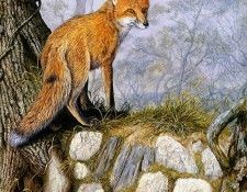 Twinney Dick Nature 019 Sun. Twinney, ���