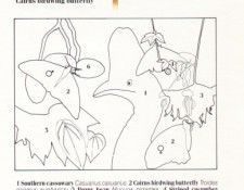 Oz AGls088 Tony Oliver Southern Cassowary Key. , 