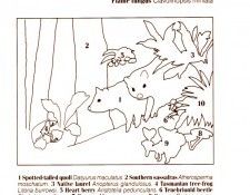 Oz AGls094 Tony Oliver Spotted Tail Quoll Key. ������, ����