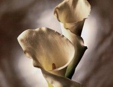 Tim Richter - Calla Lily, De. ������, ���