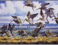 43650. Tunnicliffe, 