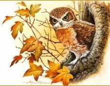 pa EricShepherd 09 Owl. Шеперд, Эрик