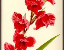 Davids Red-Hybrid-Gladiolus-sj. 