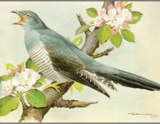 pa BasilEde 09 Cuckoo. , 