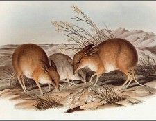pa AVM ext 06 Gould Pig-FootedBandicoot. , 