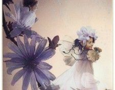 kb Cross Tom Sum Chicory Fairy. �����, ���