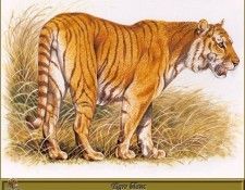 PO pfrd 037 Tigre roux. Dallet, 