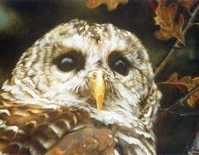 kb Brenders Carl-Up Close-Barred Owl. Brenders, Карл