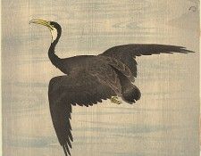 pic09410. �����