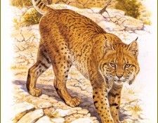 PO pfrd 015 Lynx roux ou Bobcat. Dallet, 