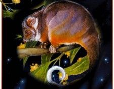pa HartTrish 10 RingtailPossum. , 