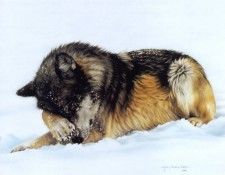 kb Harrison Snow Flurries. ��������, �����