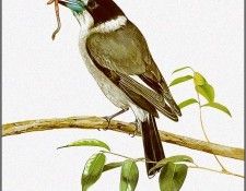 pa TonyOliver AustralianBirds 14 GreyButcherbird. , 