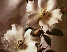 Tim Richter - Wild Rose, De. ������, ���