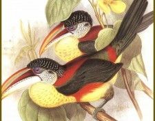 PO ptb 60 Toucan de Beauharnais. , 