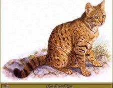 PO pfrd 074 Chat de Sardaigne. Dallet, ������