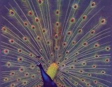 Oz AGls032 Rod Scott Peacock. , Rod