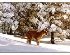 bs-na- Simon Combes- Snow Tracker. , 
