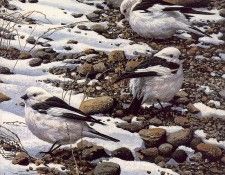 lrs Seerey Lester J Snow Buntings. Seerey-������� ����