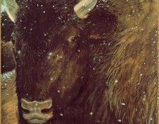 ArnoskyJim-Bison-sj. Arnosky, ����