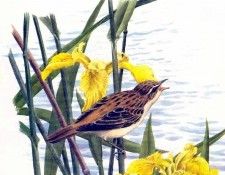 waters edge csg018 sedge warbler and yellow flag irises. , 