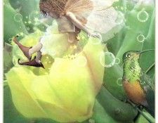 kb Cross Tom Win Prickly Pear Fairy. �����, ���