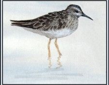 D50-AWE120-BR-Least Sandpiper. Bansemer, 