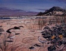 Simon Barlow - Nesting Plovers on Beach, 1996, De. , 