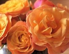 Maria Robledo - Acapulco Rose, De. , 