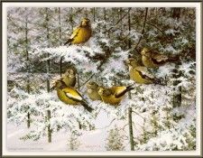 GrommeOwen-EveningGrosbeaks (sj-art344). Gromme, ���� J