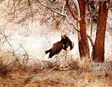 Ae 07 Martial Eagle Simon Combes sqs. , 