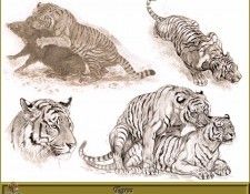 PO pfrd 107 Tigres. Dallet, ������