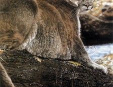 kb Harrison Woodland Royalty. ��������, �����