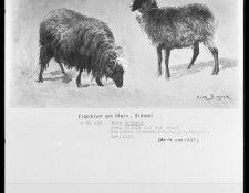 11121. �����, ����-�����