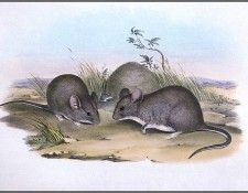 pa AVM end 07 Gould GreaterStick-NestRat. ����, ����