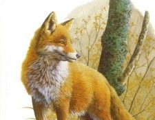 abs 23 vulpes vulpes. �����, �����