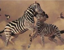 LindsayBScott Zebras TheContenders ec. �����, ������� B