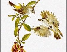 pa TonyOliver AustralianBirds 18 Yellow TailedThornbill. , 