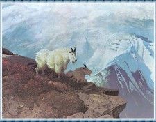 zFox SWD JC 40 Wind Swept 1973. �������, ����